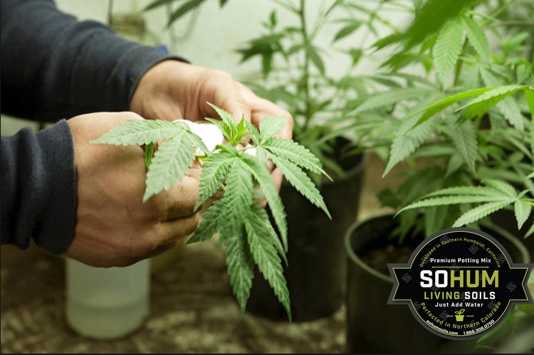 Как посадить семя конопляное долгосрочное употребление марихуаны